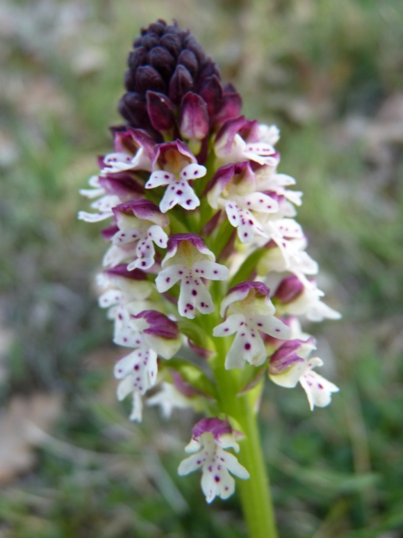 Orchis ustulata (J.-P. Mandin)